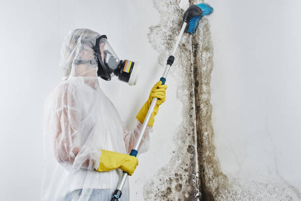 Best DIY Mold Remediation Support Services in Bodfish, CA
