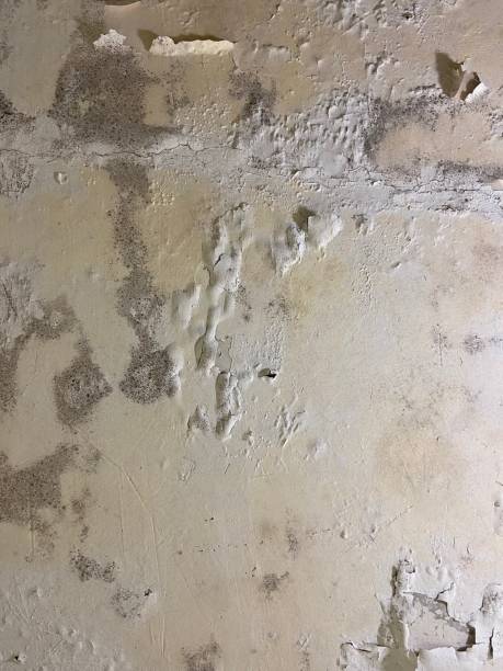 Best Kitchen Mold Remediation in Bodfish, CA