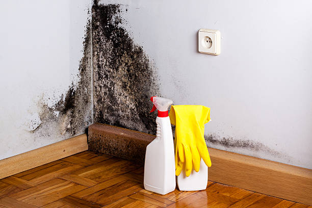 Best Black Mold Remediation in Bodfish, CA