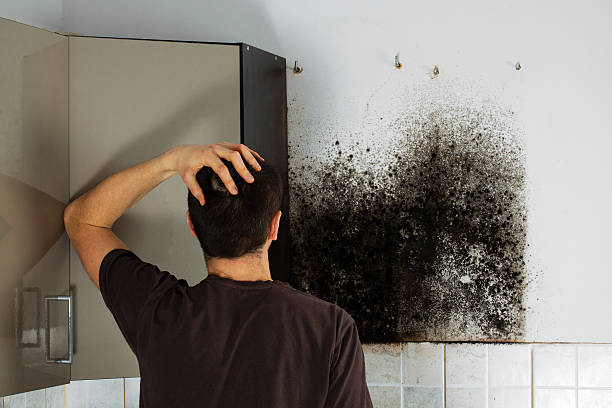 Best Black Mold Remediation in Bodfish, CA