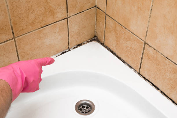 Best White Mold Remediation in Bodfish, CA